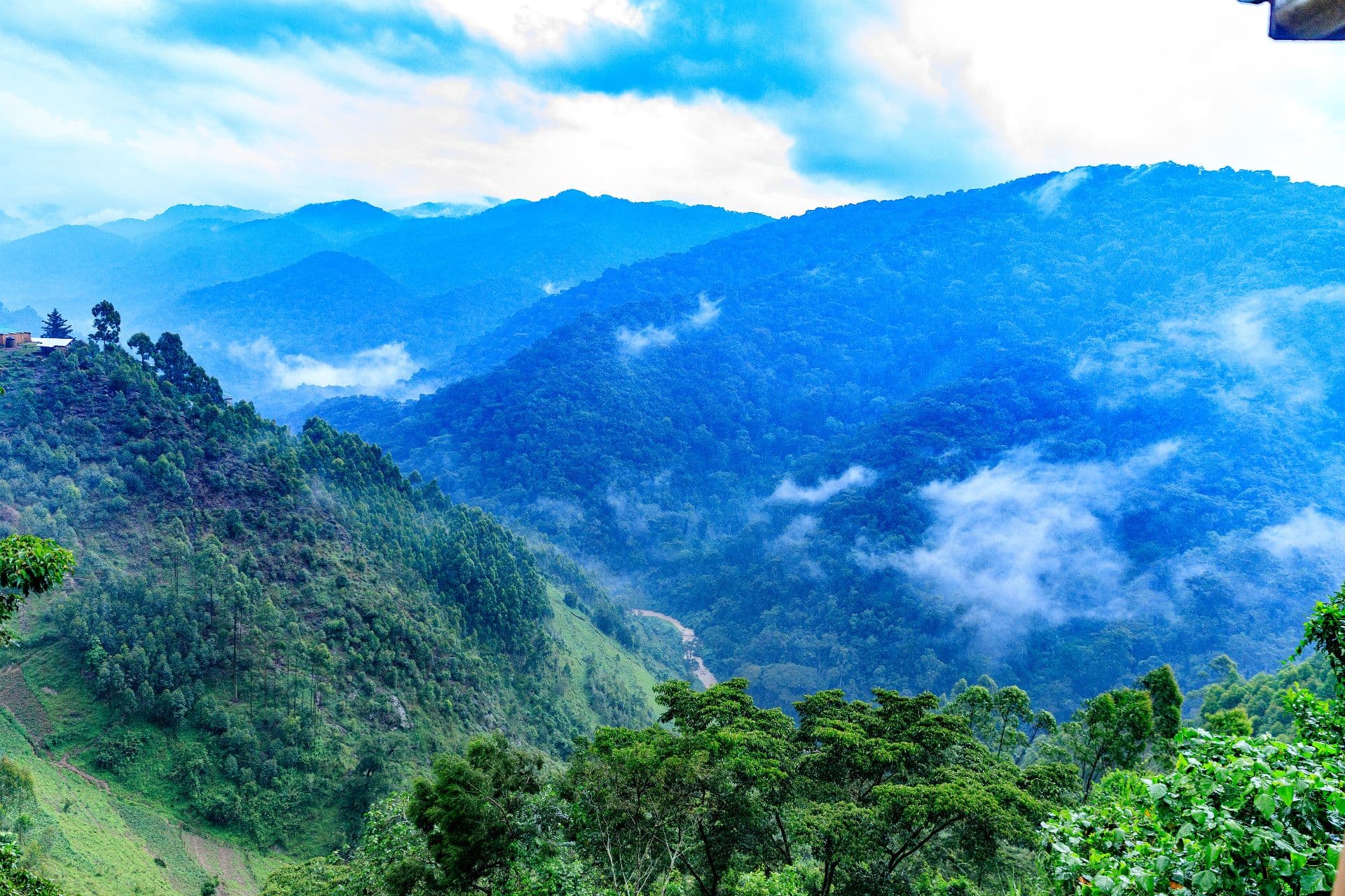 Bwindi Impenetrable Forest conservation